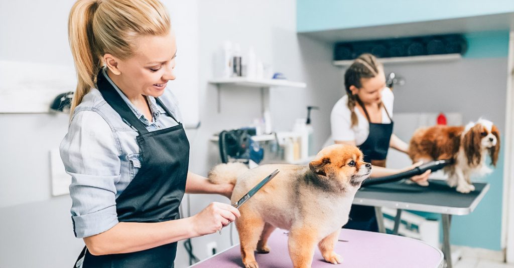 Persian Cats in Dubai: Grooming Challenges Most Owners Don’t Expect Persian Cats in Dubai: Grooming Challenges Most Owners Don’t Expect